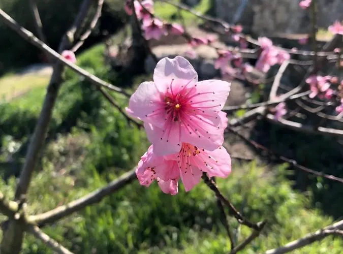 Lemon Tree Boutique 토티